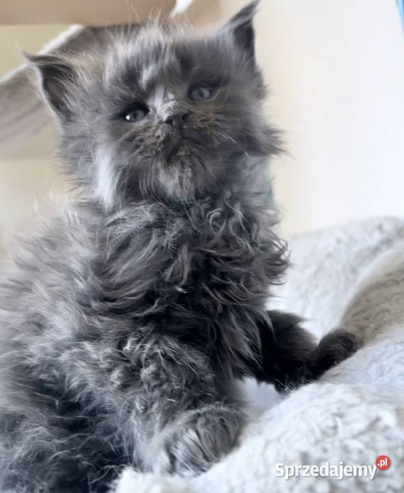 Maine Coon Kocięta importach Wińsko