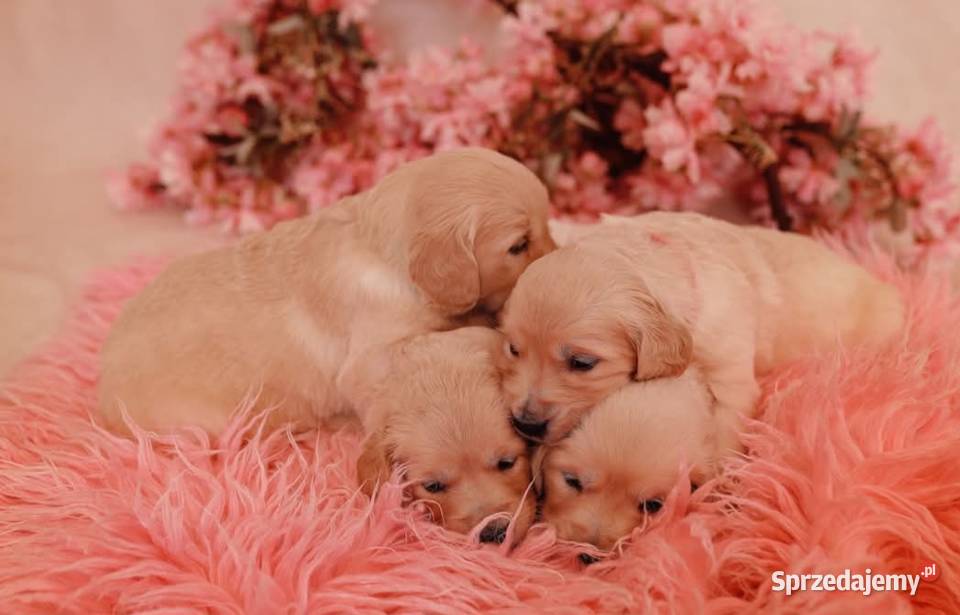 Szczenięta golden retriver ZKwP FCI Żnin