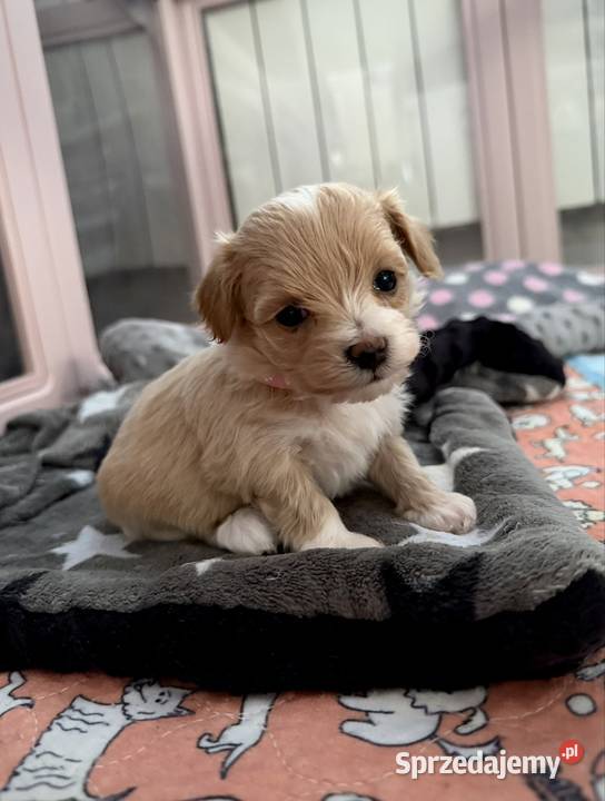 Maltipoo maleńka dziewczynka Wadowice sprzedam