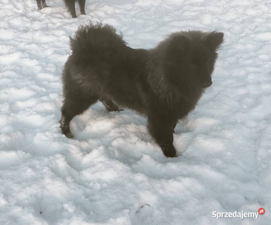 Szpic Niemiecki Duży Jedyny taki miot w Polsce sprzedam