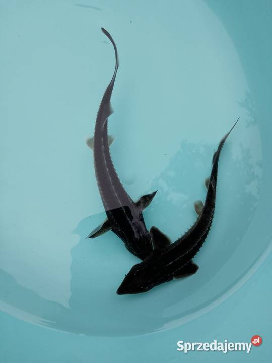 Jesiotr Syberyjski ok15 Dostępny na miejscu Zwierzęta