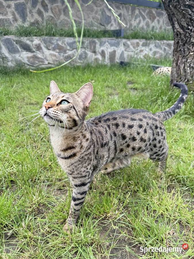 Savannah F3 Rihanna Kraków