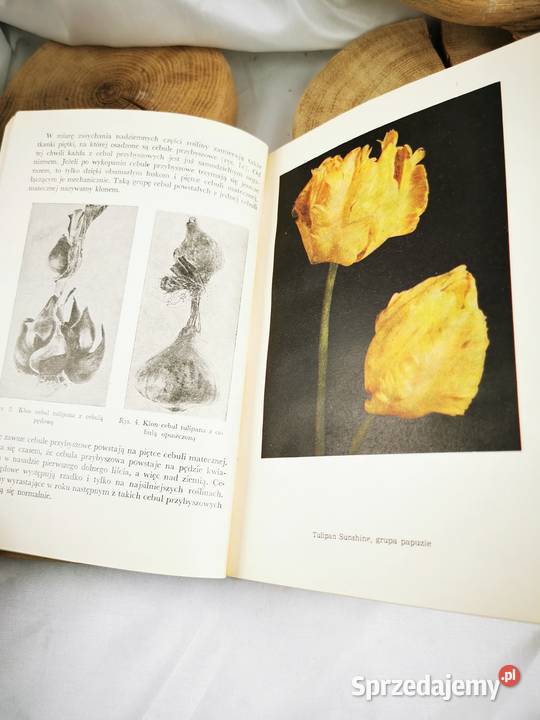 Tulipany hiacynty narcyzy Wiśniowa sprzedam