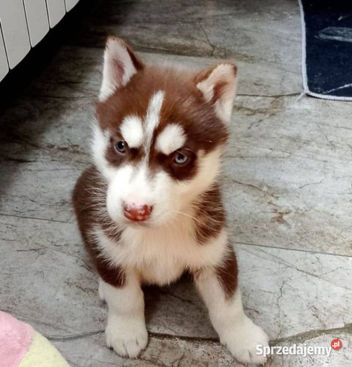 Syberian Husky Gostyń sprzedam