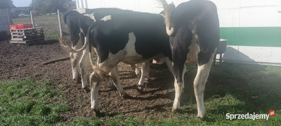 Jałówki hf wysokocielna Bydło