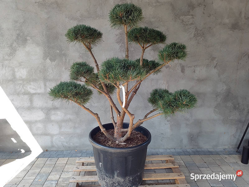 Sosna pospolita formowana 084 NIWAKI BONSAI śląskie Katowice