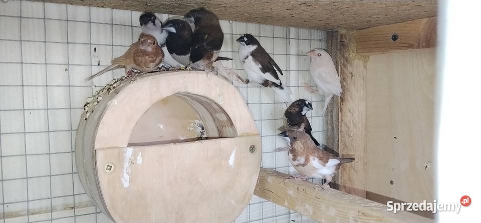 Mewki japońskie 2025 śląskie