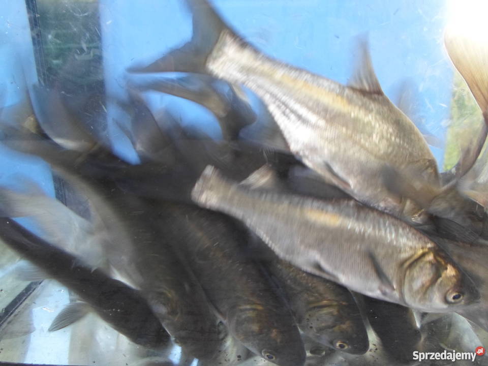 ORFA KARAŚ KARP AMUR TOŁPYGA JESIOTR KARAŚ Łódź