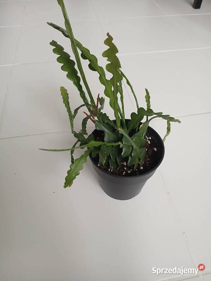 Epiphyllum anguliger kaktus zygzakowaty zygzak Częstochowa