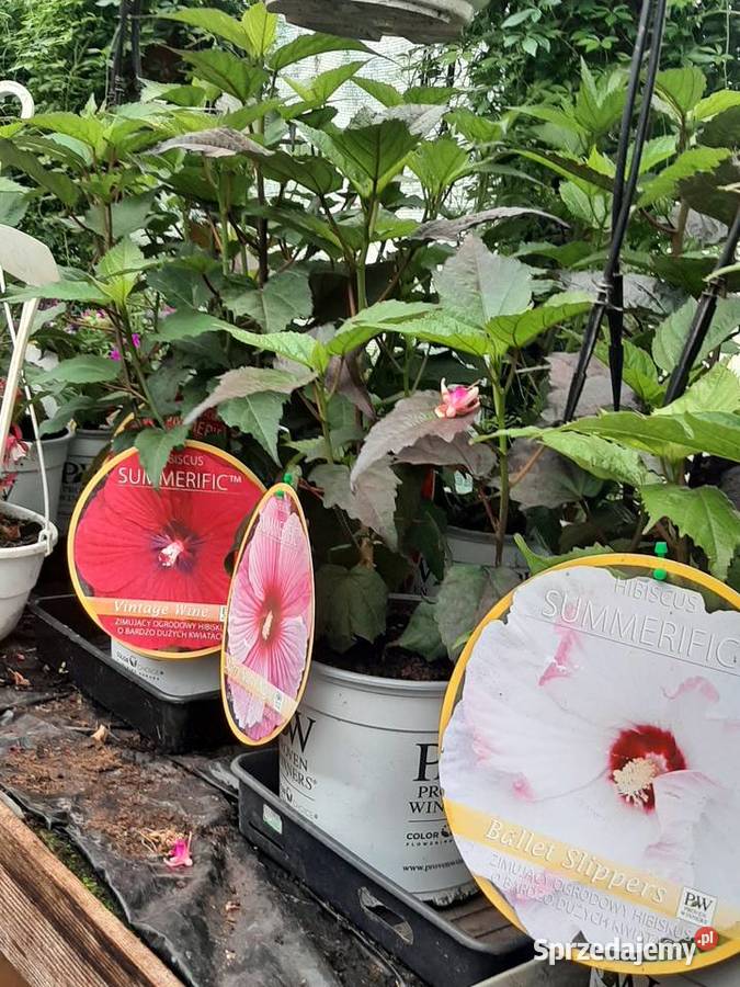 Rośliny ogrodowe i balkonowe warmińsko-mazurskie Elbląg