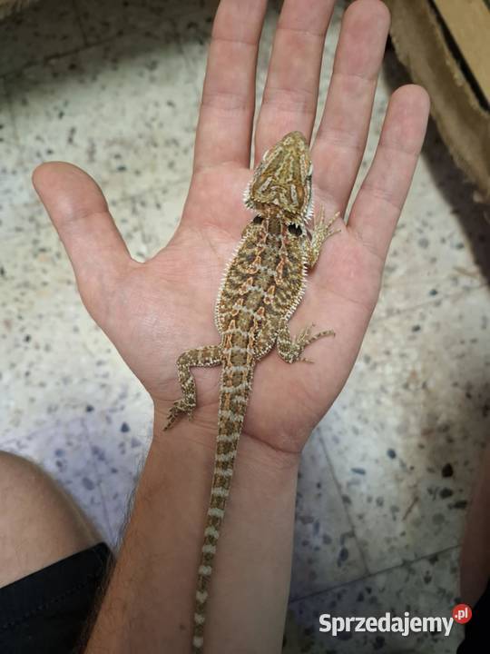 Agama brodata Kraków