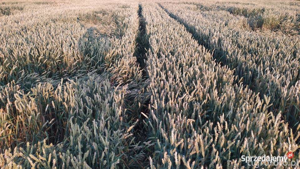 Przenica jara TYBALT