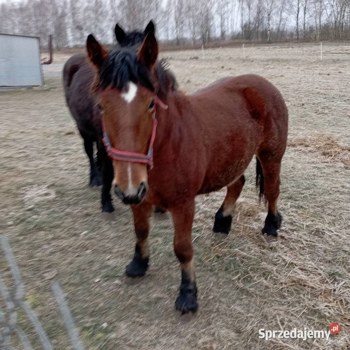 Zwierzęta lubelskie Chełm