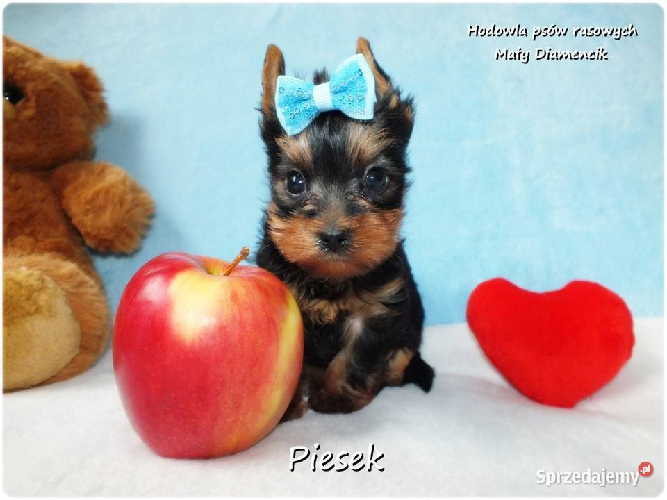 Maleńki piesek York Yorkshire Terrier z Żary sprzedam