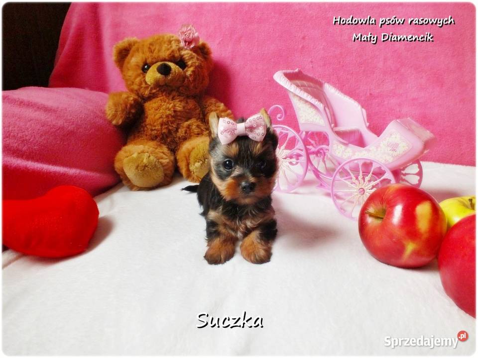 Maleńka suczka York Yorkshire Terrier z Żary