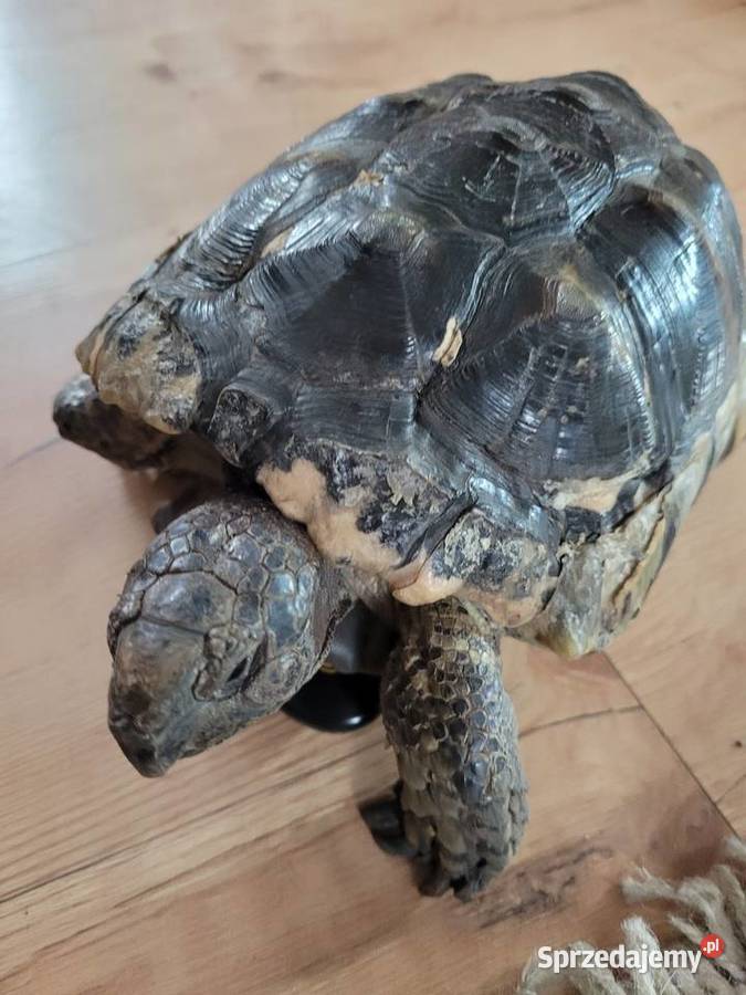 Żółw Obrzeżony samiec Gady i płazy Oborniki