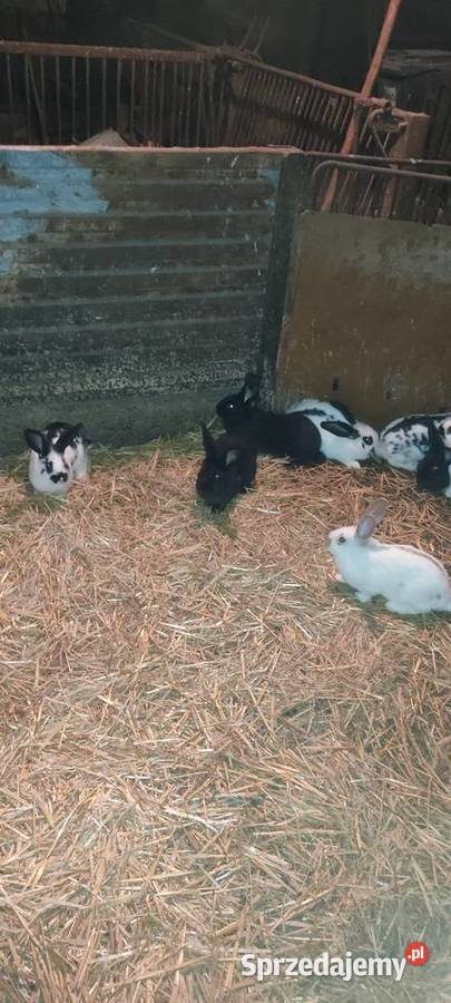 Sprzedam króliki Krotoszyn