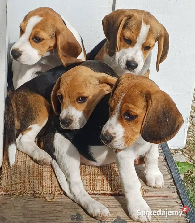 Beagle szczeniaki Piotrków Trybunalski sprzedam