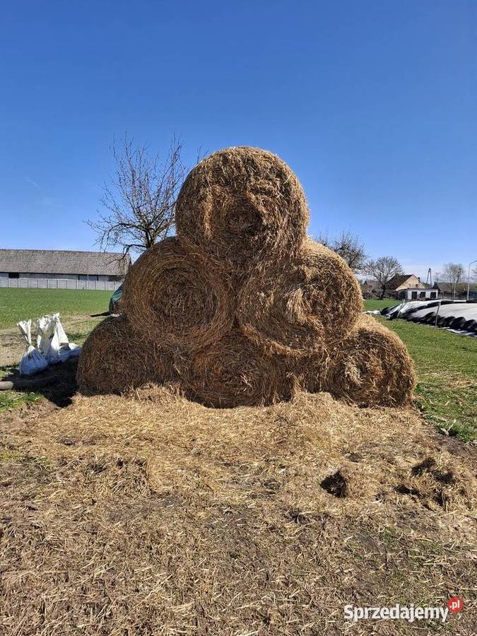 Słoma żniwa 2025 sucha przykryta 120 Bartniki