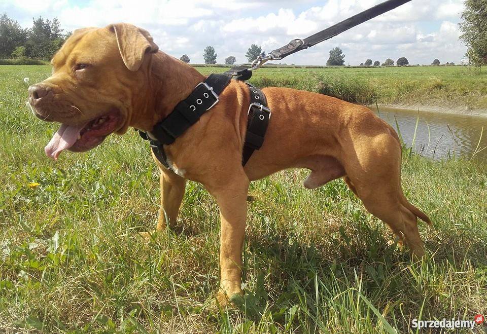 Pit bull Gniezno