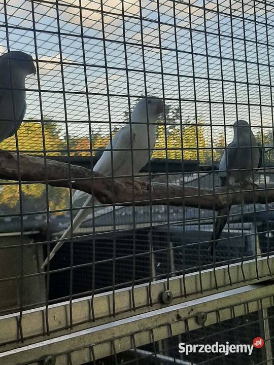 Księżniczki walii albino małopolskie Skała
