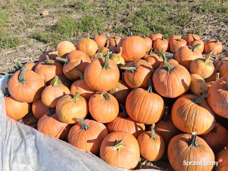 Dynia jadalna i ozdobna mazowieckie Zalesie