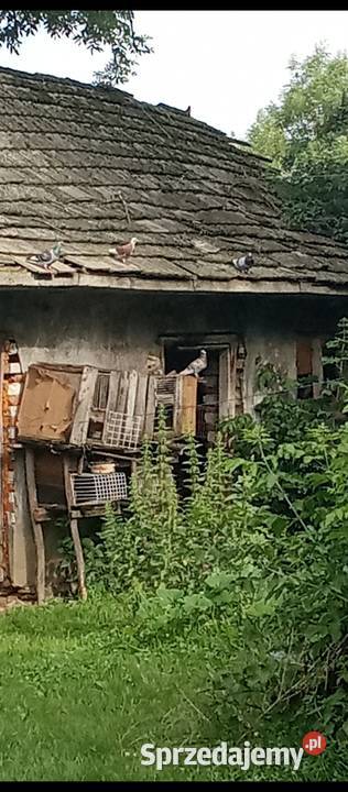 Gołębie szukają domu Ptaki Solec-Zdrój
