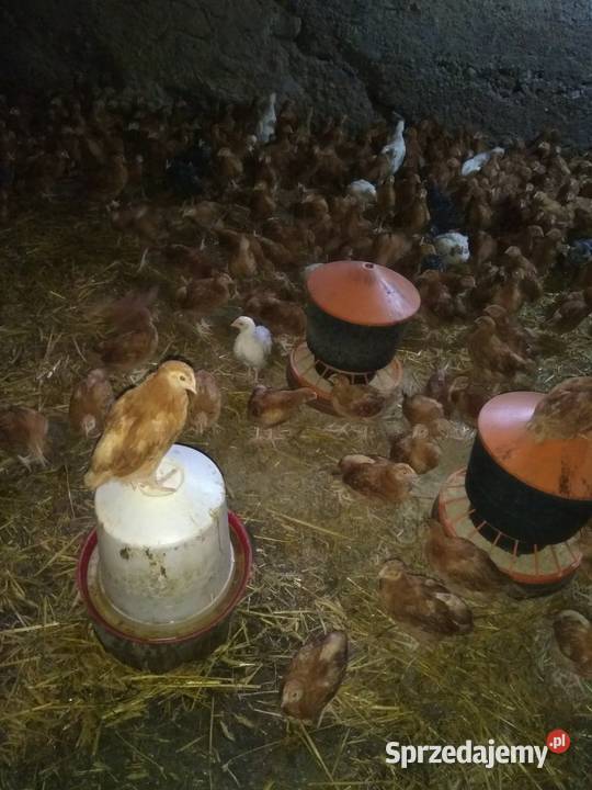 Kurczaki 5tygodni odchow wlasny Kolno