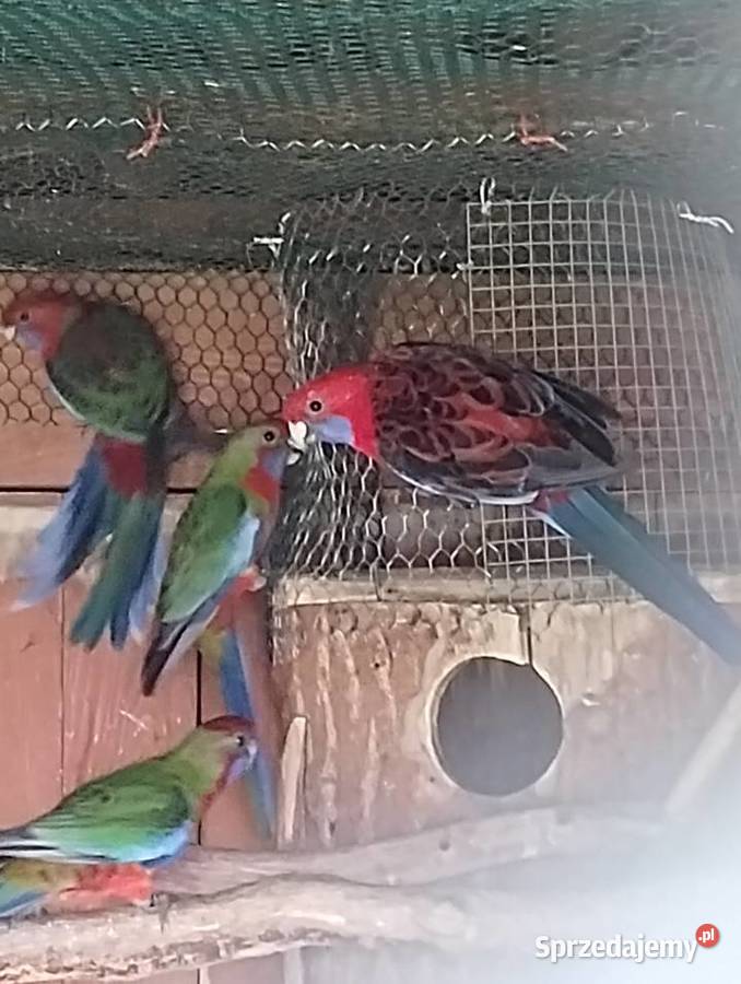 Rozella królewska 2025 śląskie Gołkowice