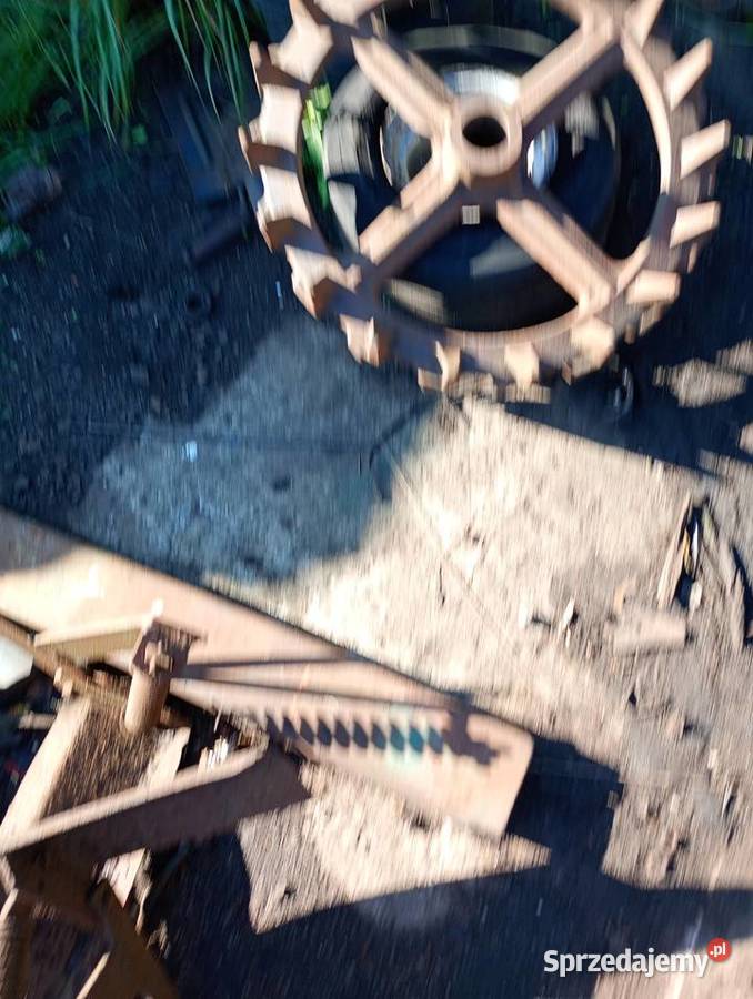 Talerzówka Lilla harri Węgorzewo