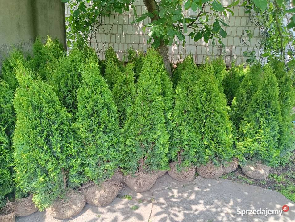 Tuja szmaragd Stęszew Mosina Poznań sprzedam