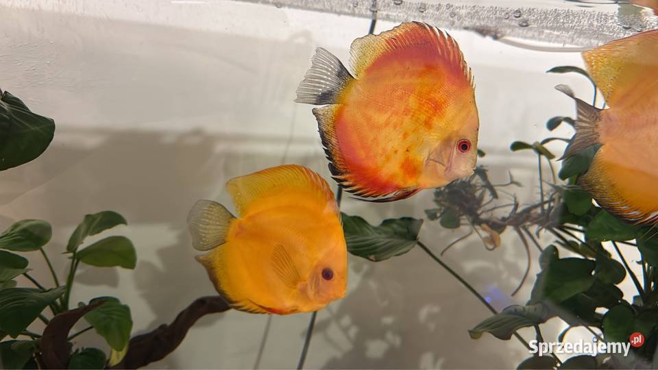 Akwarium życie Ryby Chojęcin-Szum