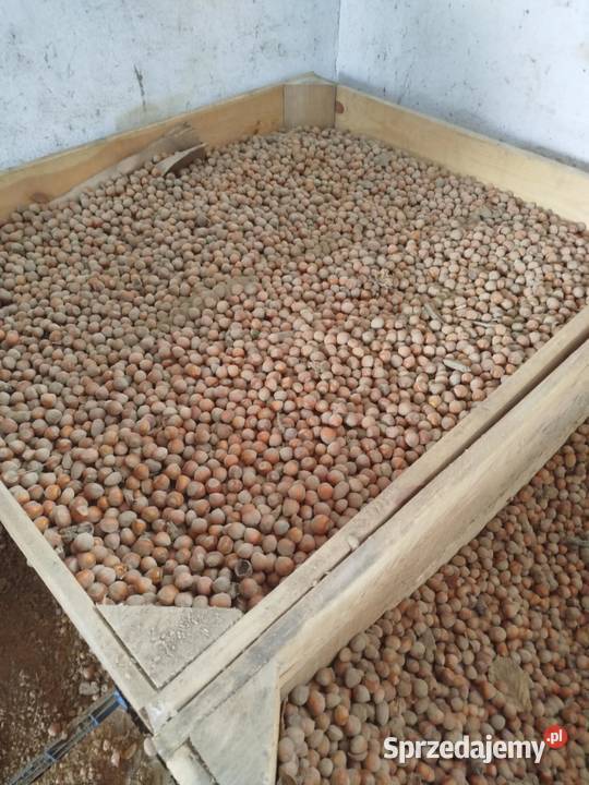 Kombajn do orzechów facma 200 super Dwikozy