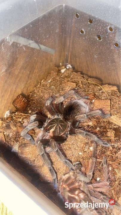 pamphobeteus sp machalla 4DC Kraków