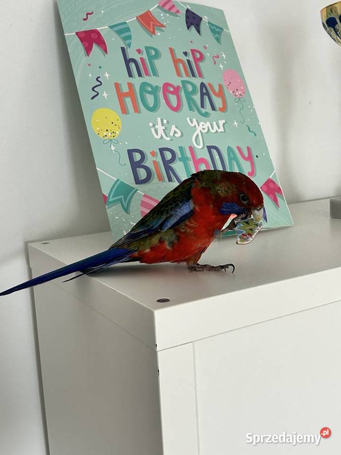 Rozella krolewska Polesie