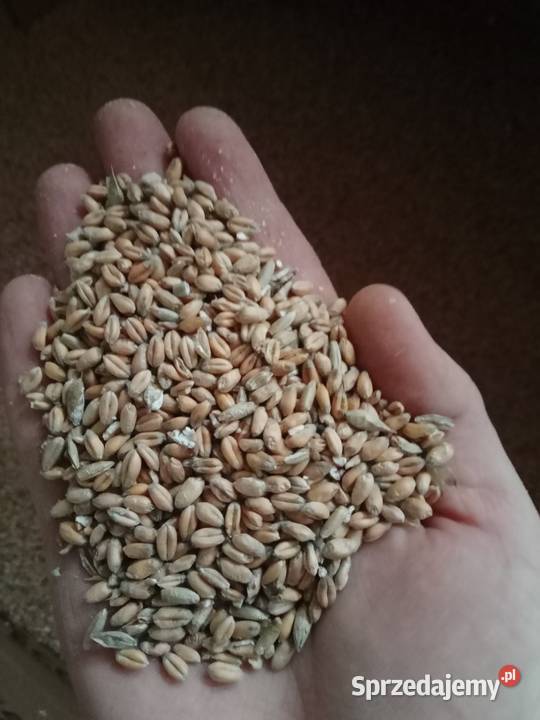 Sprzedam zboża z 2023 roku