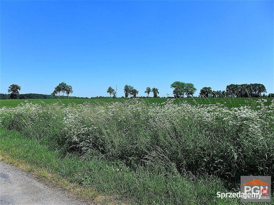 Ogłoszenie działka Gryfice 1430m2 asfalt zachodniopomorskie