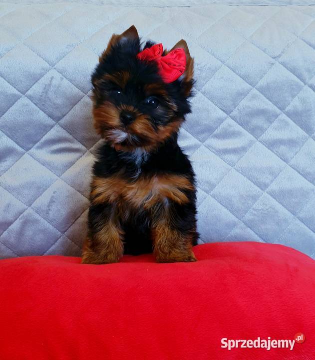 Cudowna perełka mini suczka York dziewczynka