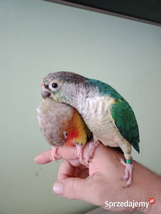 Rudosterka zielonolica i opalinowa Wrocław