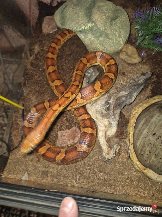 Wąż zbożowy z terrarium plus mata grzewcza Księginice