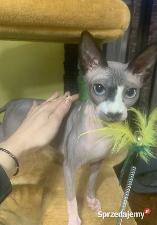 Sfinks Kanadyjski Koteczka do odbioru Rodowód Leszno