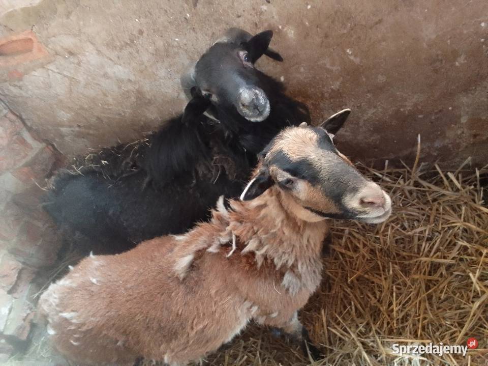 Owca i baran Praszka