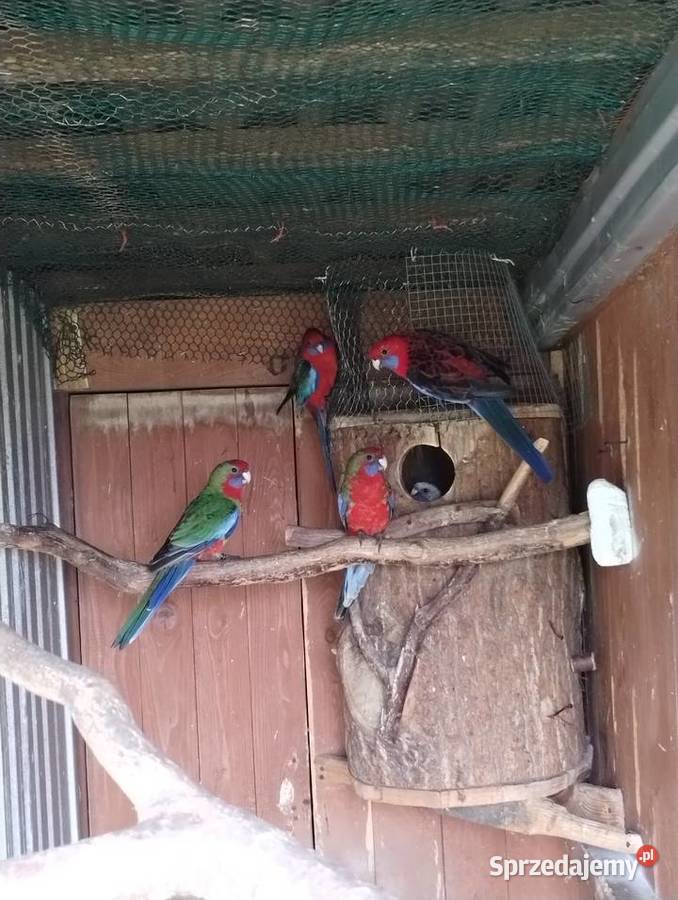 Rozella królewska 2025 śląskie