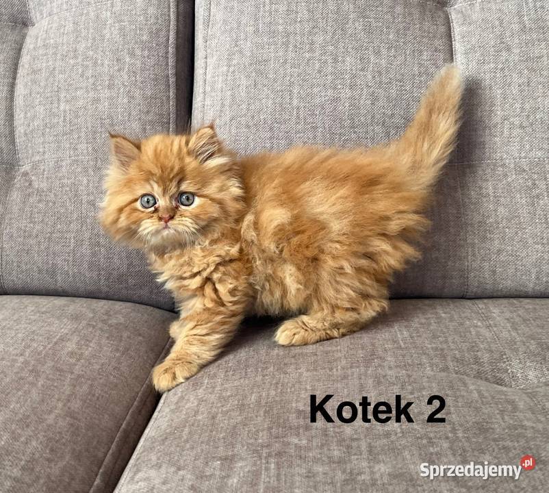 Rudobiszkoptowy kotek perski Kalwaria Zebrzydowska