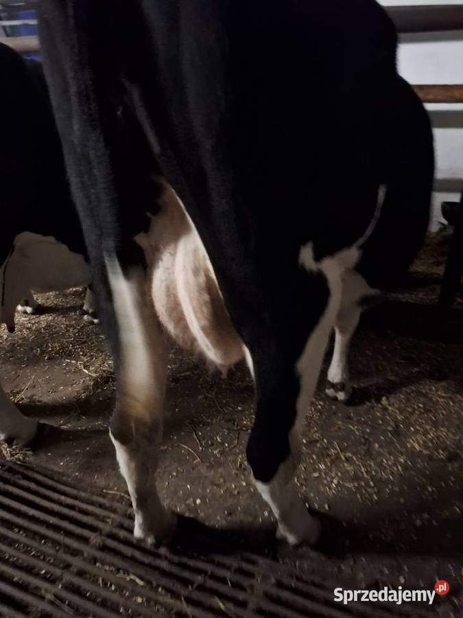 LIKWIDACJA STADA Bydło Myszyniec