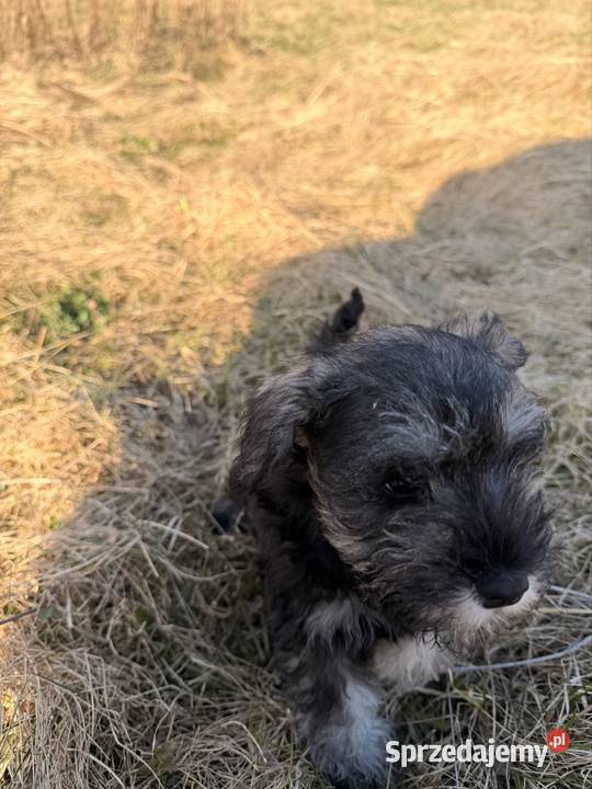 Sznaucer Miniatura pieprz i sól Gdańsk