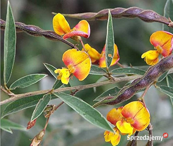 NIKLA INDYJSKA Cajanus cajan NASIONA 100g Lubanie