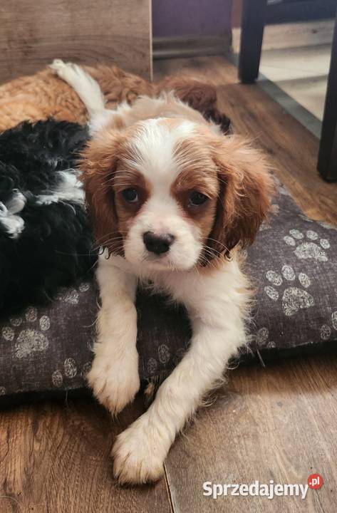 Cavalier king charls spaniel mazowieckie Wolica
