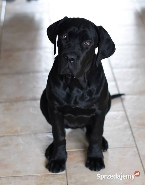 Suczka szuka domu sprzedam