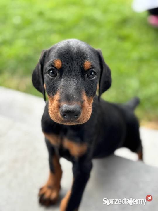 Doberman szczeniak z rodowodem lubelskie